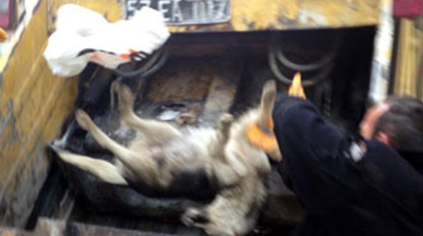 Sinop'ta köpek katliamı