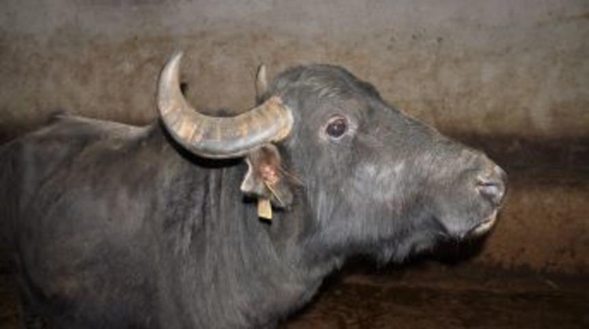 Manda &Uuml;retimine Hibe Desteği