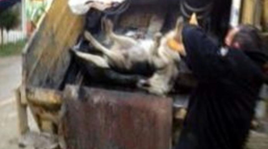 Sinop'ta K&ouml;pek Katliamı İddiası