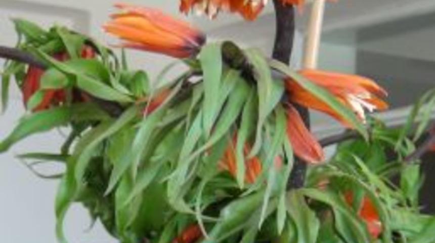 Ters Lale Ka&ccedil;ak&ccedil;ılarına Karşı M&uuml;cadele Başlatıldı