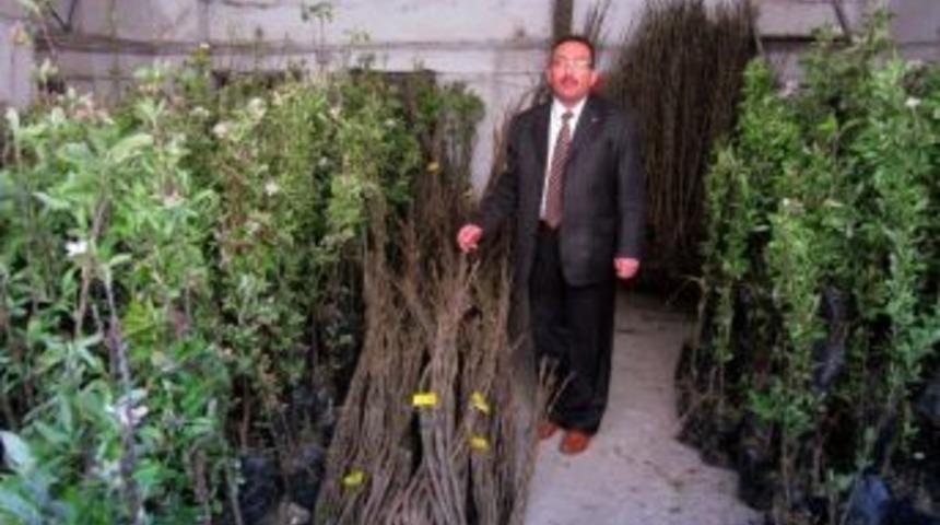 &Ccedil;ift&ccedil;ilere Meyve Fidanı Dağıtımı