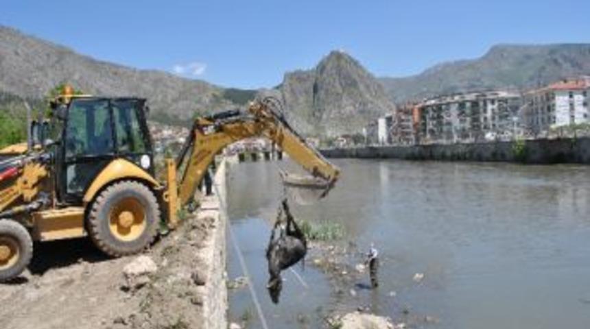 Irmakta Boğazı Kesilmiş İnek Leşi