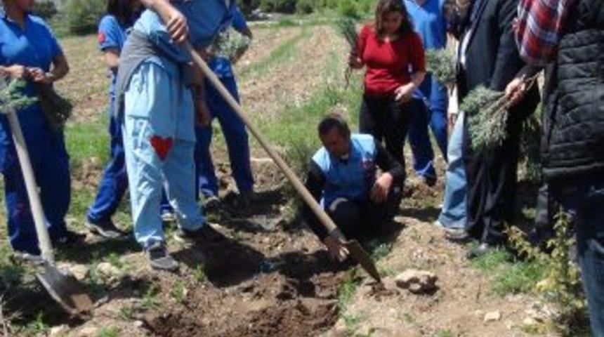 Burdur G&ouml;l&uuml;'ndeki &Ccedil;ekilmeye Lavanta &Ccedil;&ouml;z&uuml;m&uuml;