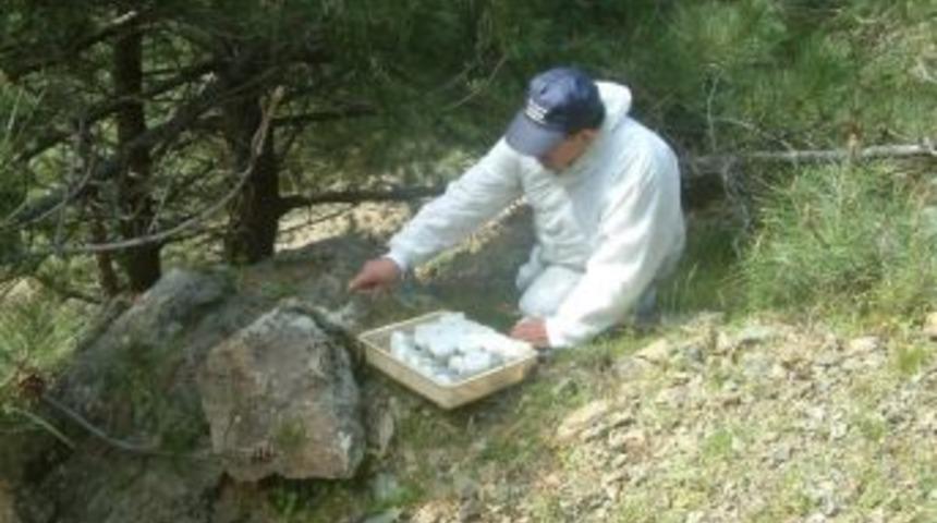 Laboratuvar B&ouml;cekleri Ormanlara Salınıyor