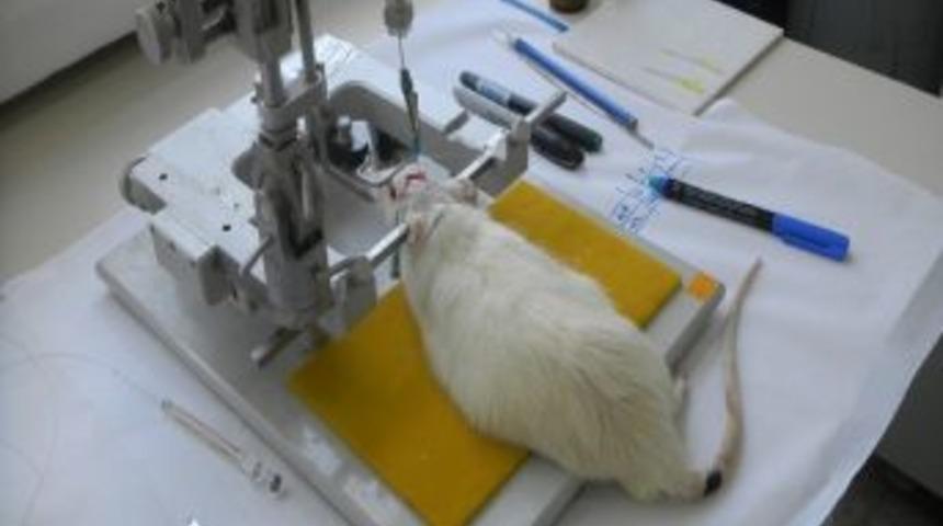 Alzheimer Hastalığına Fareli &Ccedil;are