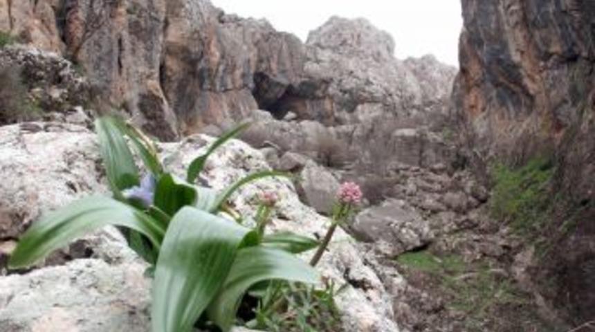 G&uuml;neydoğu Dağları Baharda Bir Başka G&uuml;zel