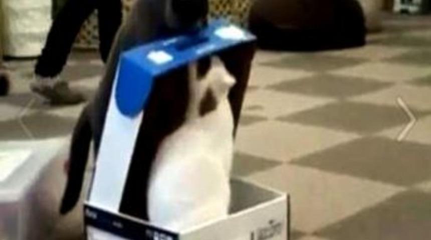 Bu Da Kara Kedi Şakası