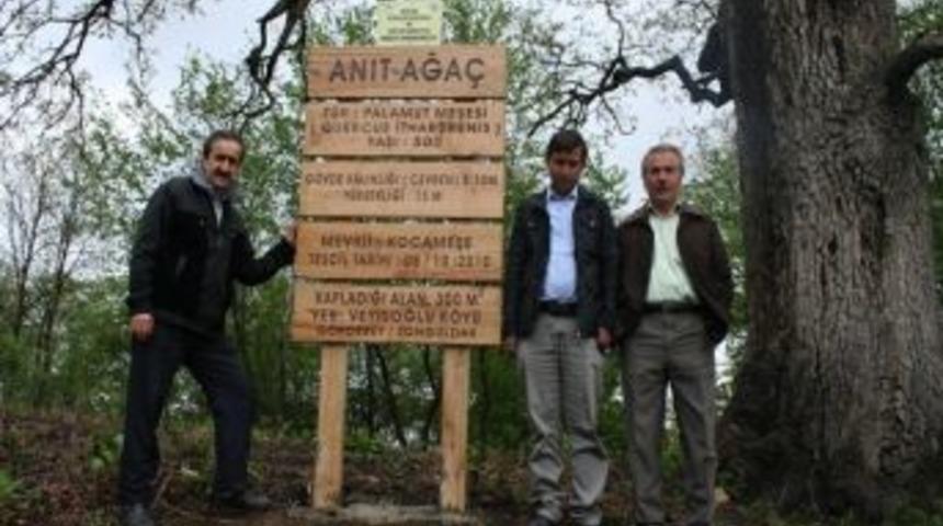 G&ouml;k&ccedil;ebey Veyisoğlu K&ouml;y&uuml;ndeki Anıt Ağa&ccedil; Ziyarete A&ccedil;ıldı