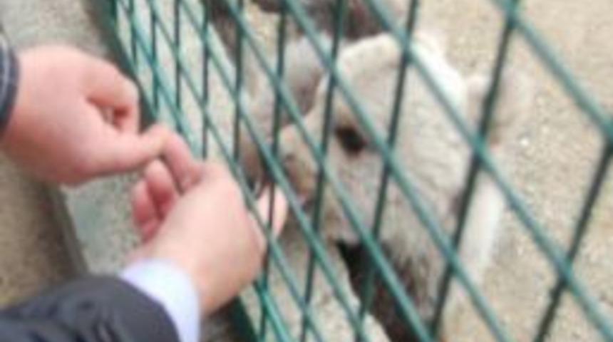 Ayı Yavrusu "şirin" Herkesin İlgi Odağı