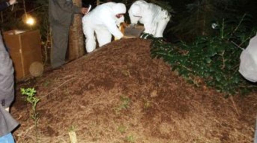 Orman Zararlılarının Korkulu R&uuml;yası: Kırmızı Karıncalar