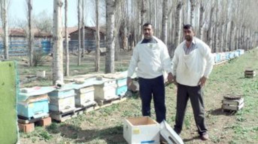 Arılara Ilkbahar Bakımı Başladı