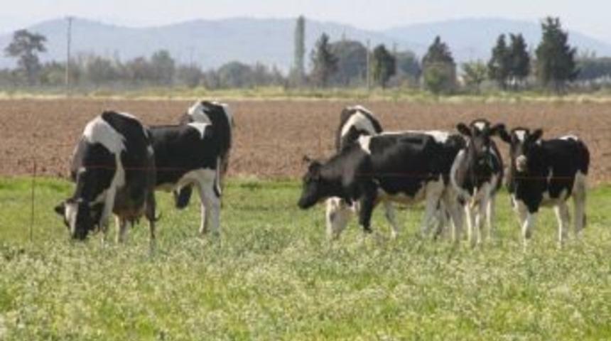 Arşah &Uuml;reticinin Can Simidi Oldu