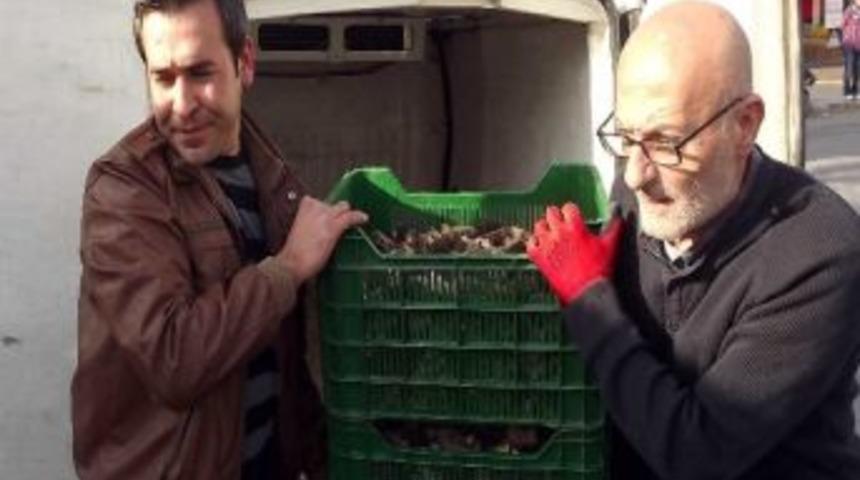 G&ouml;bek Mantarı Yurt Dışına İhra&ccedil; Ediliyor