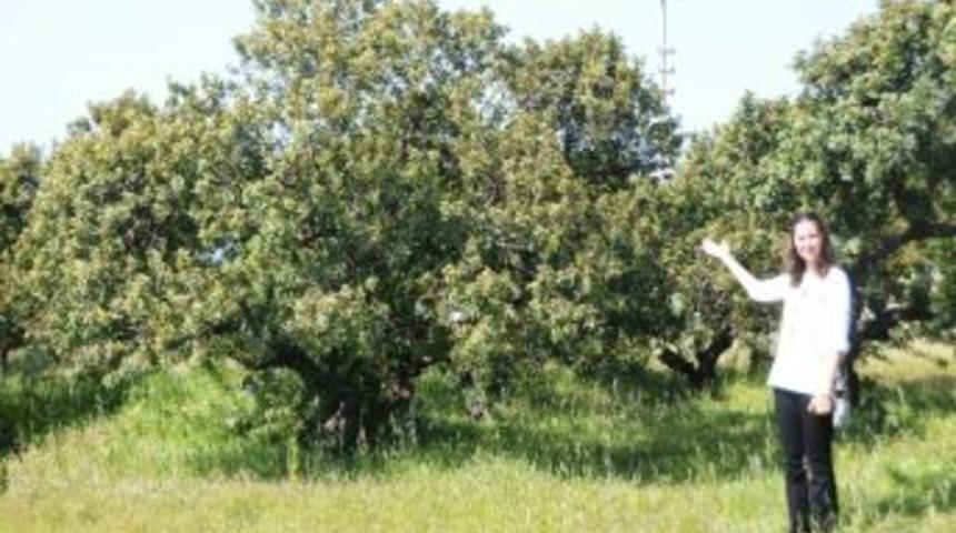 Sakız Ağacı Ve Yetiştiriciliği Toplantısı