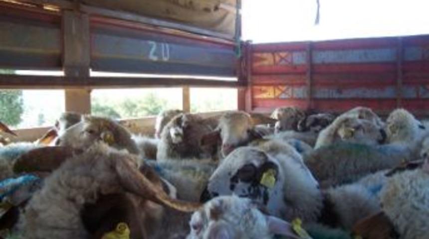 Korkuteli&rsquo;nde Ka&ccedil;ak Hayvan Kontrolleri Devam Ediyor