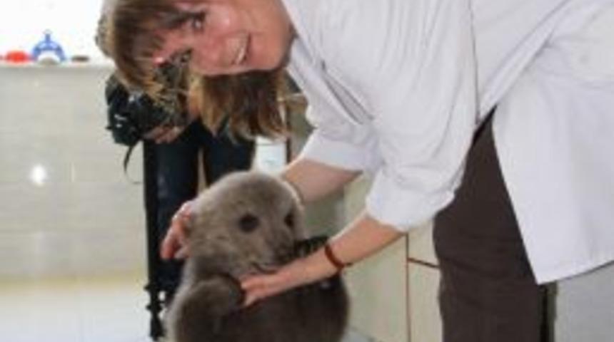 Yavru Ayı Ramiz'e Check-up Taraması&hellip;