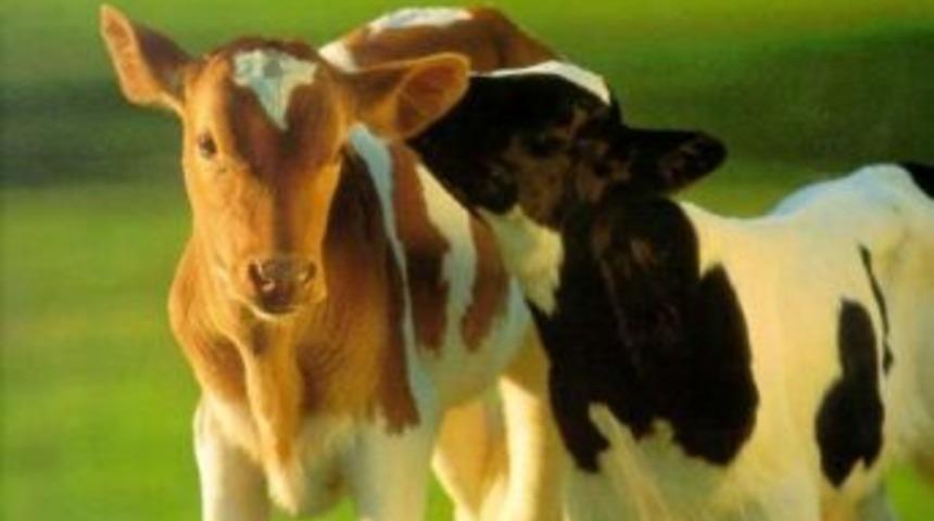 Hayvacılık yatırımlarına destek