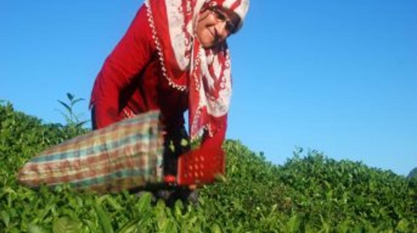 Doğu Karadeniz&rsquo;de Yaş &Ccedil;ay Alım Sezonu Başlıyor