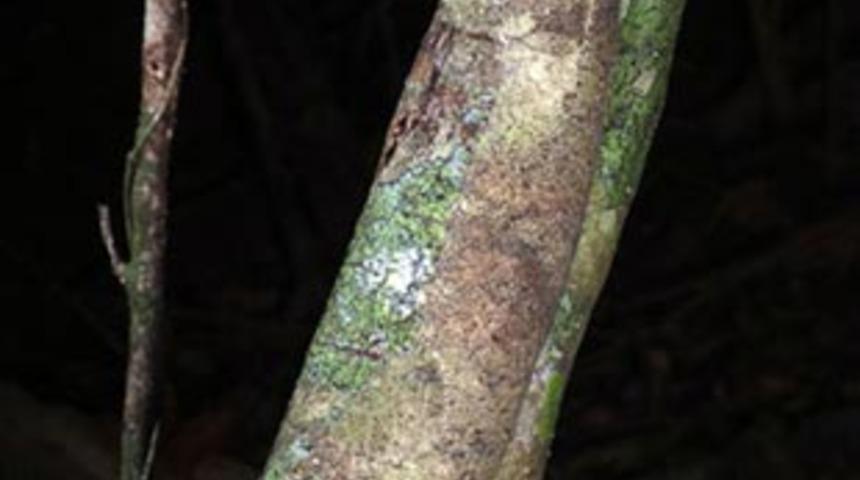 Dikkatli bakın, saklanan biri var!