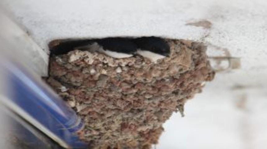 Yavru Kırlangı&ccedil;lar &Ouml;zg&uuml;rl&uuml;ğe Kanat &Ccedil;ırpmayı Bekliyor