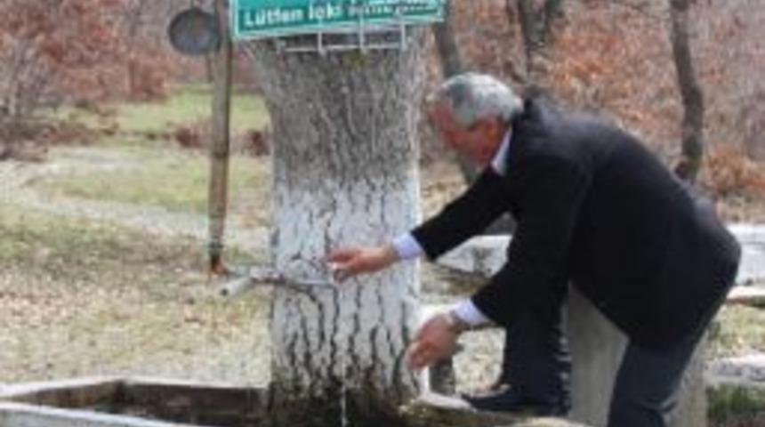 Meşe Ağacının G&ouml;vdesi &Ccedil;eşme Hizmeti Veriyor