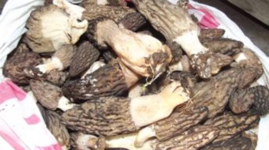 K&uuml;re&rsquo;de Kuzu G&ouml;beği Mantarı 30 Tl&rsquo;den Pazara İndi