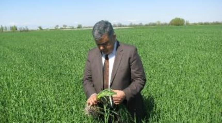 Ereğli&rsquo;de &Uuml;reticilere Mantar Hastalığı Uyarısı