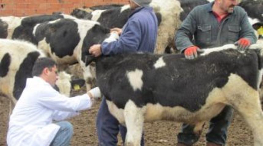 B&uuml;y&uuml;kbaş Hayvanlar Şap Hastalığına Karşı Aşılanıyor