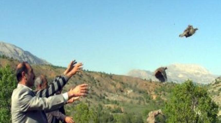 G&ouml;lbaşı İl&ccedil;esinde Doğaya 150 Adet Kınalı Keklik Bırakıldı