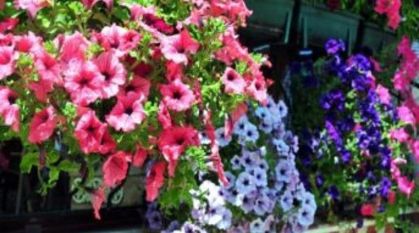 Eskişehir&rsquo;de En G&uuml;zel Bah&ccedil;e, En G&uuml;zel Balkon Yarışması