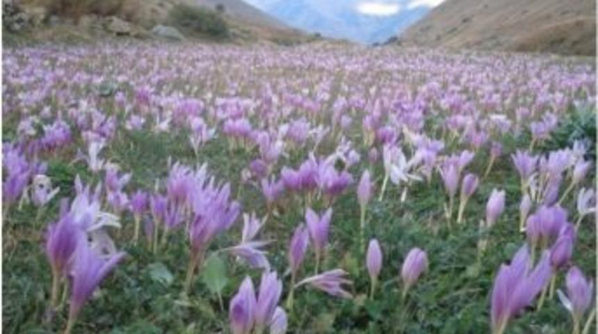 Kudaka Botanik Turizmine Yoğunlaştı