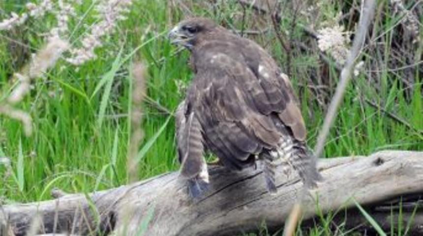 Yaralı Şahinler Tedavilerinin Ardından Doğaya Bırakıldı