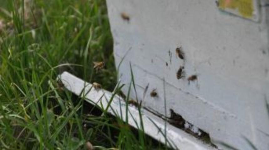 Yozgat'ta Arılar Ilkbahar Bakımı Yapılarak Yaylıma &Ccedil;ıkarıldı