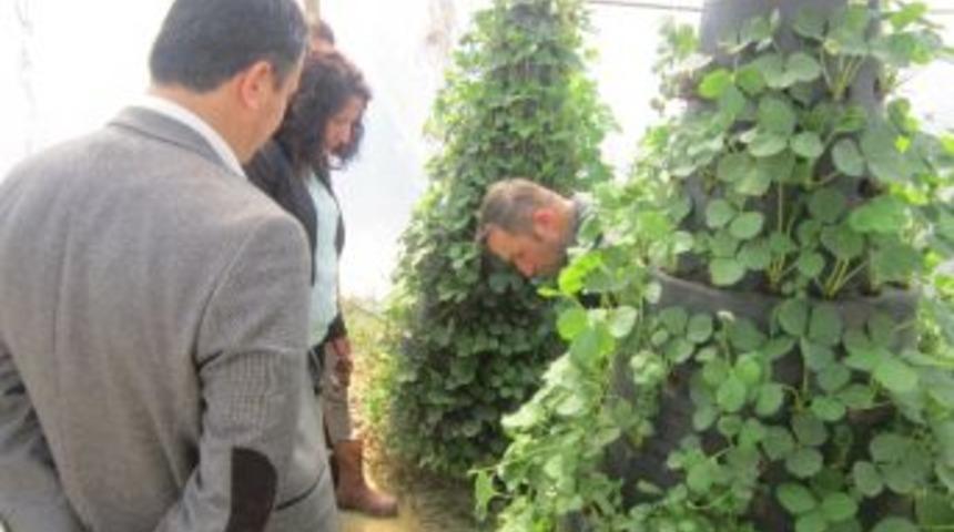 Bir Metre Kareye 240 K&ouml;k Dikiliyor