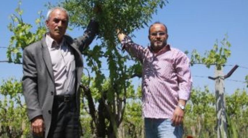 &Uuml;z&uuml;m Yerine Badem Verdi