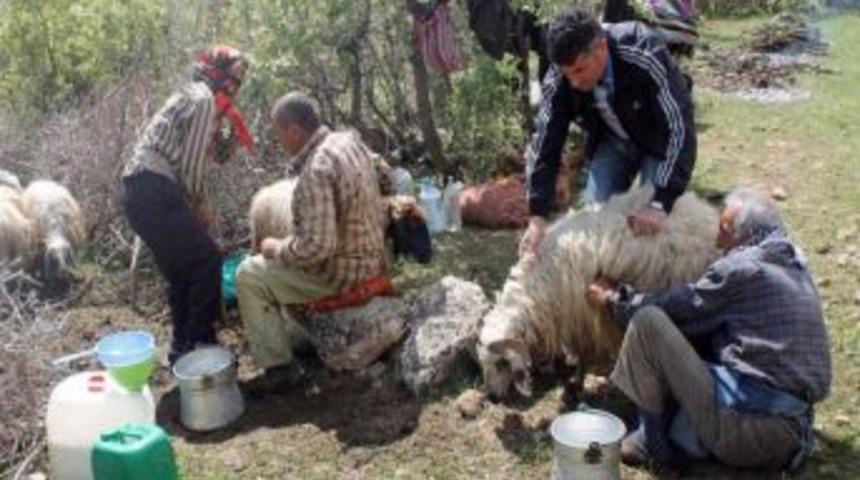 (&ouml;zel Haber) &Ccedil;&ouml;z&uuml;m S&uuml;reci İle Birlikte Siirt Dağlarına Bahar Geldi