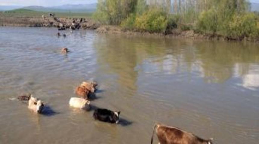 Muş&rsquo;ta Hayvanlar Karasu Nehri'ni Y&uuml;zerek Ge&ccedil;ip Meraya Ulaşıyor