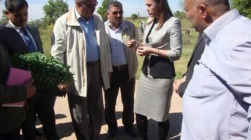 Elbeyli'de Biber Fide Dağıtımı