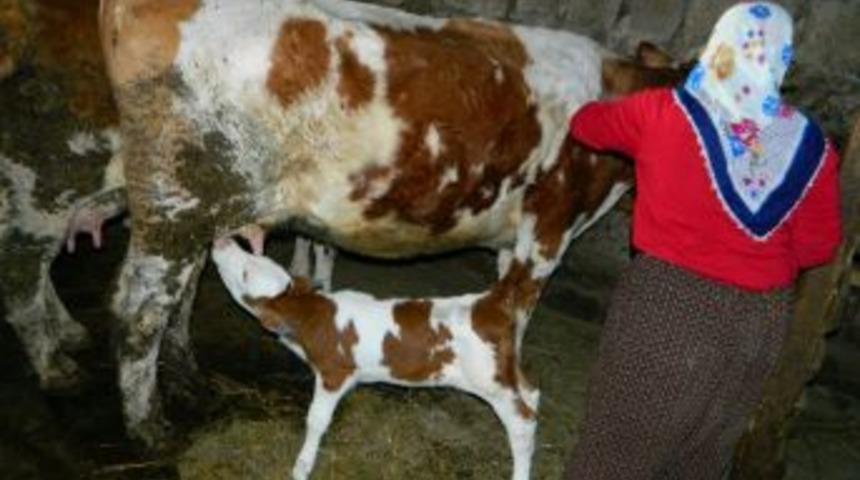 Buzağı Beşikte B&uuml;y&uuml;t&uuml;l&uuml;yor