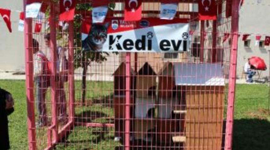 Yalovalı Kediler "ev"leniyor