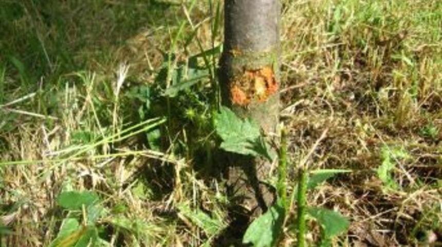 &Ccedil;im Bi&ccedil;me Tırpanları Ağa&ccedil;ları Kurutuyor