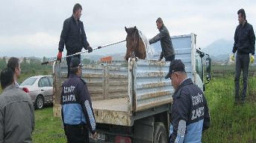 Zabıta Ekipleri Yaralı Atın Yardımına Koştu