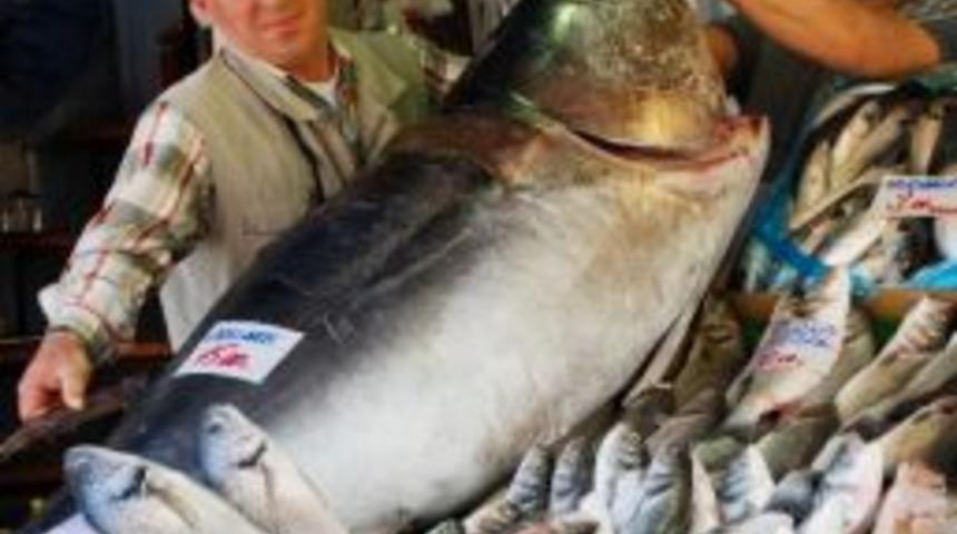 Dev Orkinosu Oltayla Avladılar