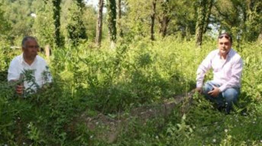 Devrek Belediyesi Devrek T&uuml;rk&uuml;s&uuml;n&uuml;n Kahramanı Tombalacık Halime&rsquo;nin Mezarını Yaptıracak