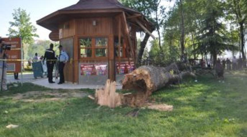 &Ccedil;&uuml;r&uuml;k Ağa&ccedil;, Piknik Yapanların &Uuml;zerine Devrildi: 1 &Ouml;l&uuml;, 1 Yaralı