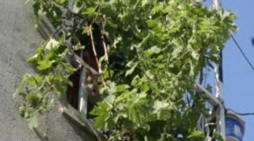 İtfaiye Mahsur Kalan Kedi İ&ccedil;in Seferber Oldu