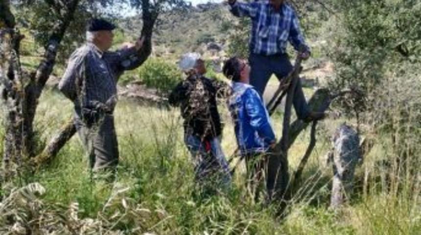 S&ouml;ke&rsquo;de Delice Zeytinler Ekonomiye Kazandırılıyor