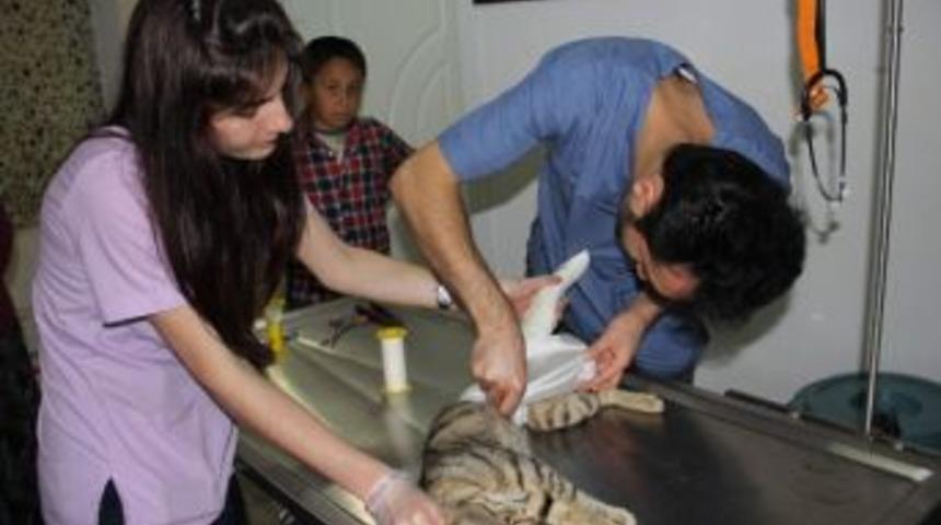 (&ouml;zel Haber) Haylaz Kedi Bacağından Oluyordu