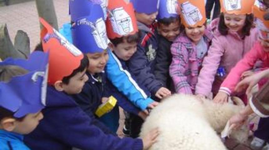 Minikler &Ouml;nce Koyun Besledi Sonra Koyundan Sağılan S&uuml;t&uuml; İ&ccedil;ti