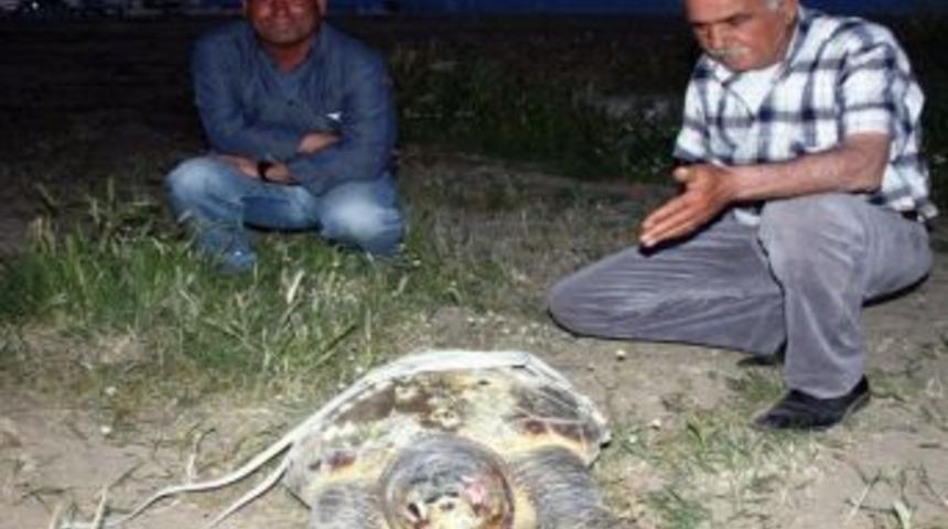 2 &Ouml;l&uuml; Caretta Caretta Ayvalık Sahillerine Vurdu